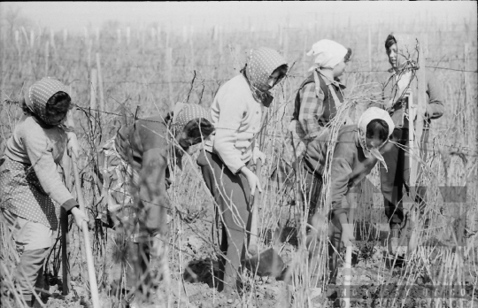 THM-BJ-01441 - Tamási, South Hungary, 1965