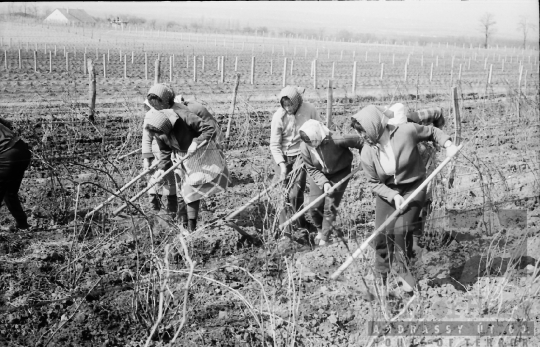 THM-BJ-01442 - Tamási, South Hungary, 1965