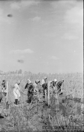 THM-BJ-01459 - Tamási, South Hungary, 1965