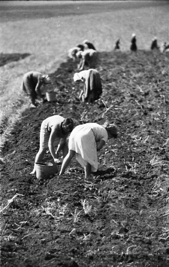 THM-BJ-01615 - Tamási, South Hungary, 1966