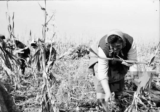 THM-BJ-01623 - Bonyhád, South Hungary, 1966