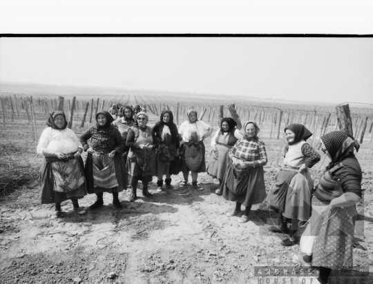 THM-BJ-03240 - Báta, South Hungary, 1985