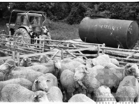 THM-BJ-03921 - Mőcsény, South Hungary, 1980