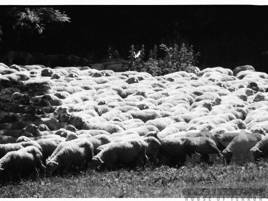 THM-BJ-03926 - Mőcsény, South Hungary, 1980