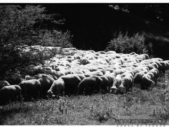 THM-BJ-03927 - Mőcsény, South Hungary, 1980