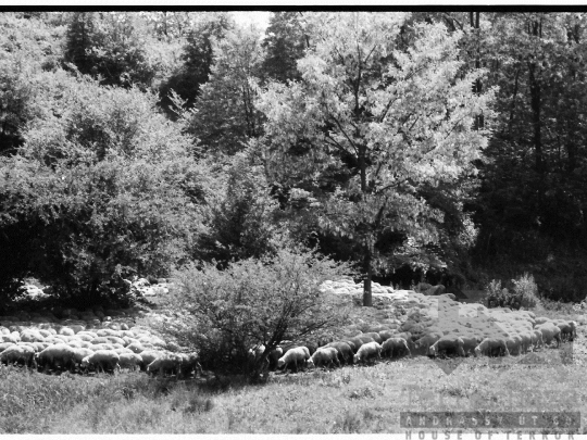 THM-BJ-03928 - Mőcsény, South Hungary, 1980