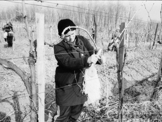 THM-BJ-04349 - Szekszárd, South Hungary, 1982 