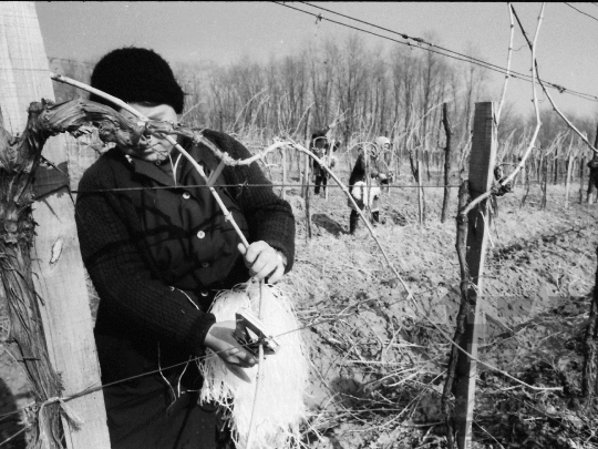 THM-BJ-04350 - Szekszárd, South Hungary, 1982 