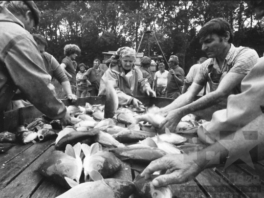 THM-BJ-04524 - Tamási, South Hungary, 1985