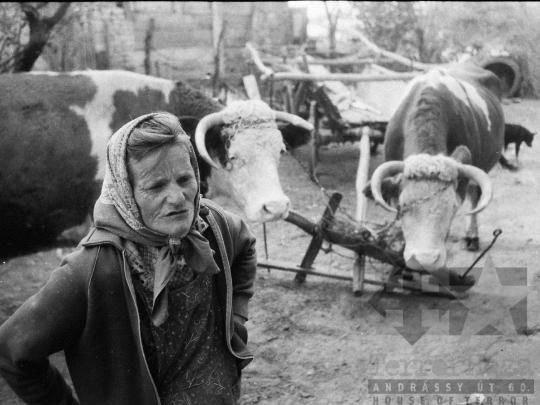 THM-BJ-04919 - Kajdacs, South Hungary, 1976 