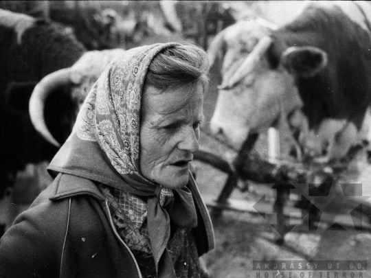 THM-BJ-04931 - Kajdacs, South Hungary, 1976 