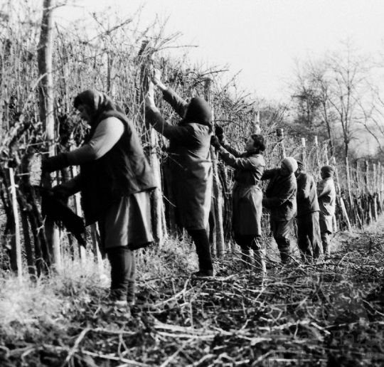 THM-BJ-05795 - Bátaszék, South Hungary, 1971 