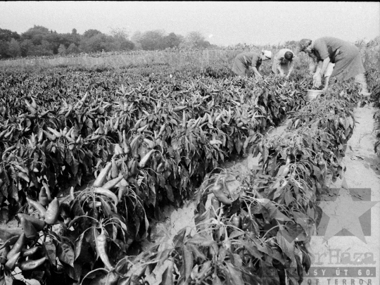 THM-BJ-05813 - Mözs, South Hungary, 1976 