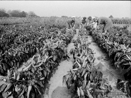 THM-BJ-05814 - Mözs, South Hungary, 1976 