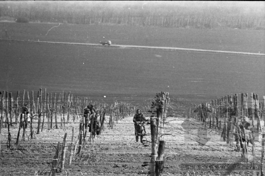 THM-BJ-06353 - Báta, South Hungary, 1982 