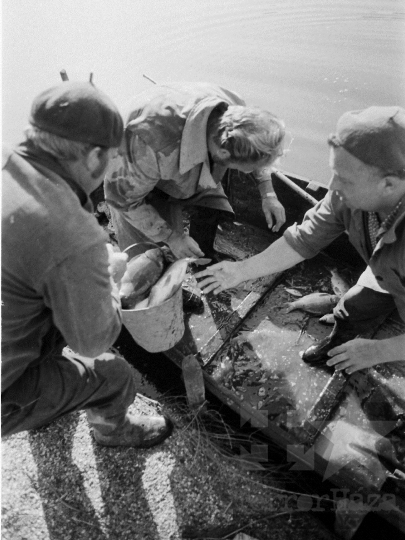 THM-BJ-06443 - Tamási, South Hungary, 1983