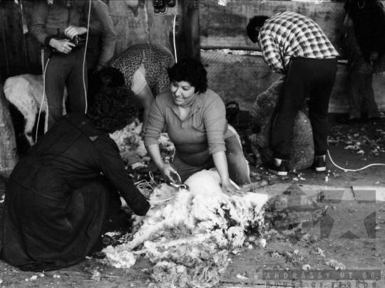 THM-BJ-06652 - Regöly, South Hungary, 1985