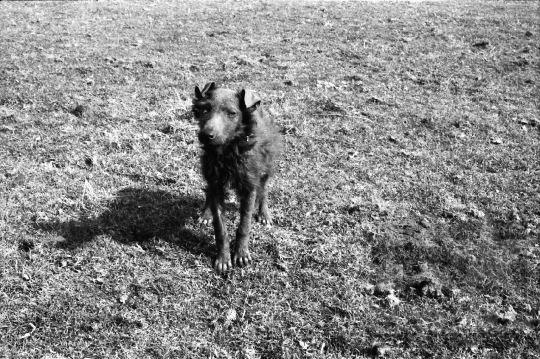 THM-BJ-06659 - Regöly, South Hungary, 1985