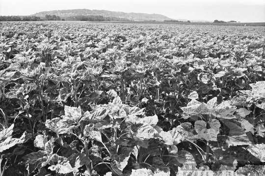 THM-BJ-07056 - Szekszárd, South Hungary, 1988 