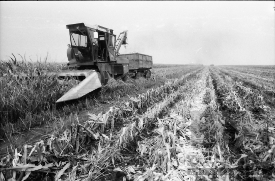 THM-BJ-07648 - Dalmand, South Hungary, 1967 