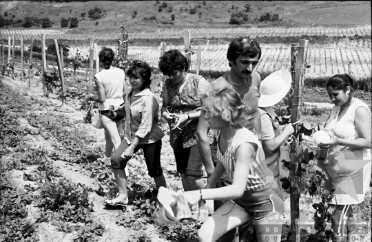 THM-BJ-07928 - Mőcsény, South Hungary, 1985