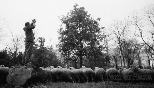 THM-BJ-08449 - Alsótengelic, South Hungary, 1965