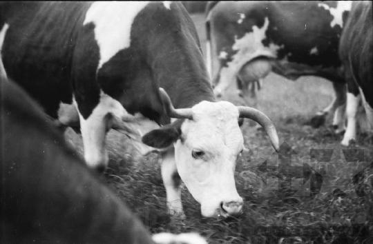 THM-BJ-08451 - Alsótengelic, South Hungary, 1965