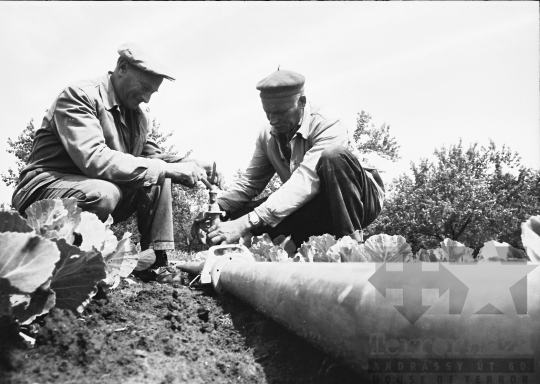 THM-BJ-08539 - Tamási, South Hungary, 1967 