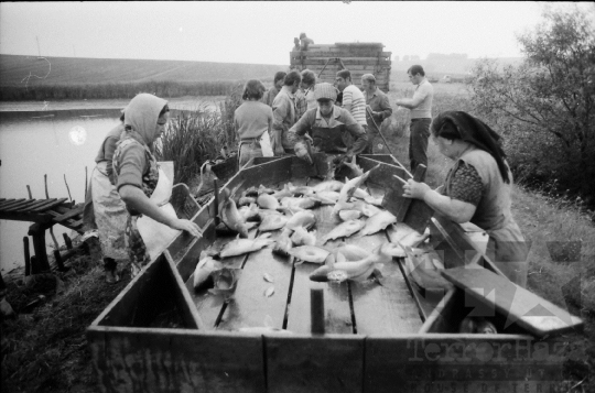 THM-BJ-08696 - Tamási, South Hungary, 1981