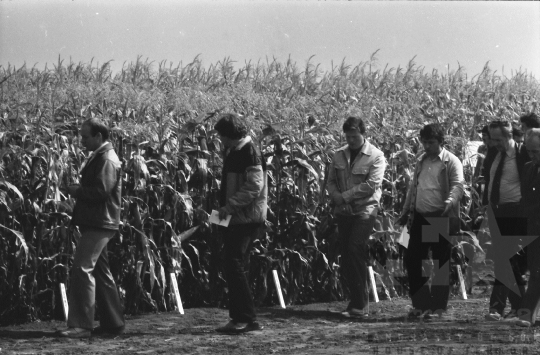 THM-BJ-08750 - Szekszárd, South Hungary, 1981