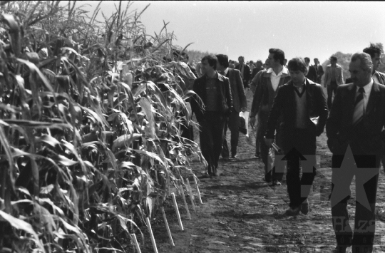 THM-BJ-08761 - Szekszárd, South Hungary, 1981 