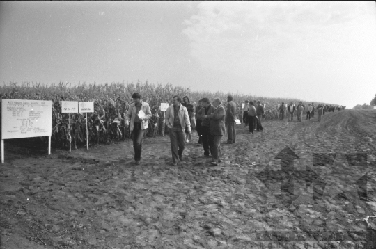 THM-BJ-08762 - Szekszárd, South Hungary, 1981 