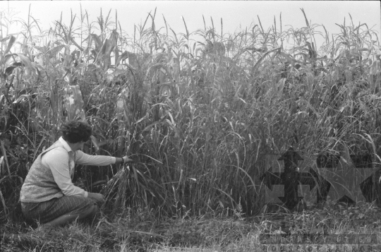 THM-BJ-08764 - Szekszárd, South Hungary, 1981 