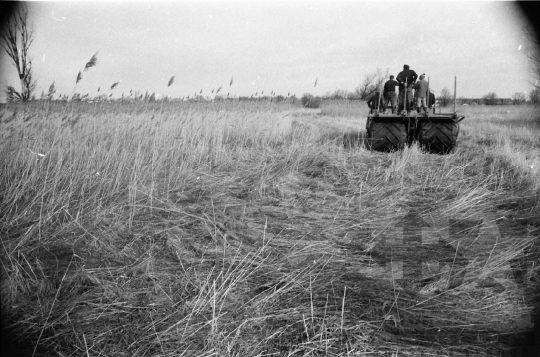 THM-BJ-08822 - Tolna-Mözs, South Hungary, 1981 