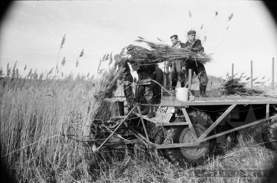 THM-BJ-08828 - Tolna-Mözs, South Hungary, 1981 