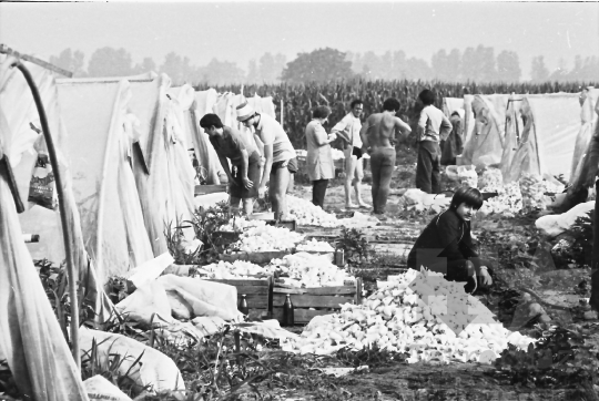 THM-BJ-09042 - Mözs, South Hungary, 1983 