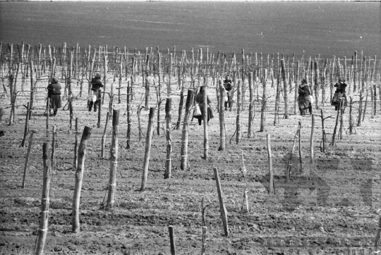 THM-BJ-09048 - Báta, South Hungary, 1983 