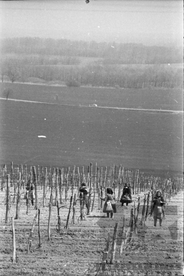 THM-BJ-09049 - Báta, South Hungary, 1983 