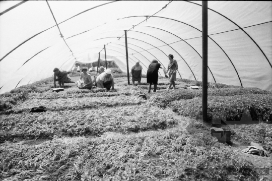 THM-BJ-09056 - Báta, South Hungary, 1983 