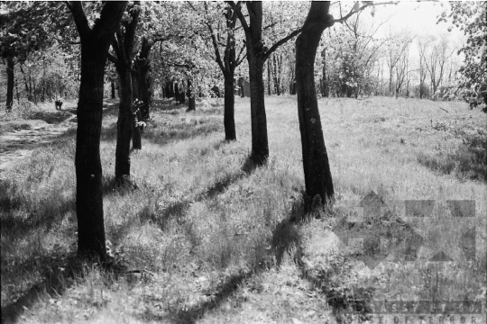 THM-BJ-09371 - Szekszárd, South Hungary, 1989