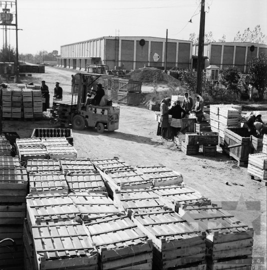 THM-BJ-09701 - Bogyiszló, South Hungary, 1978 