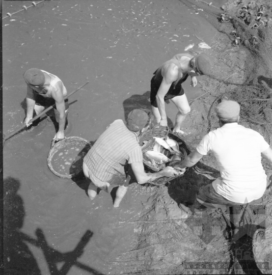 THM-BJ-10072 - Fornád, South Hungary, 1966