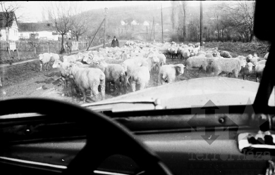 THM-BJ-10099 - Mucsi, South Hungary, 1966