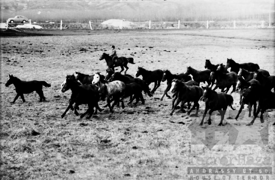 THM-BJ-10115 - Regöly, South Hungary, 1966