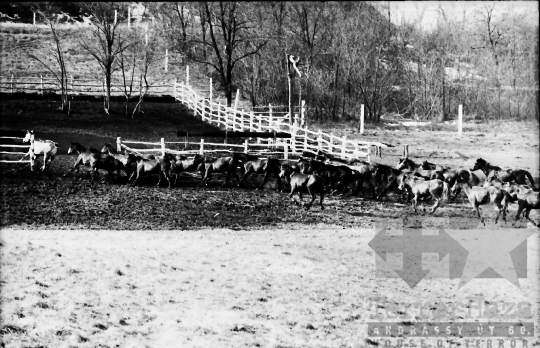 THM-BJ-10121 - Regöly, South Hungary, 1966