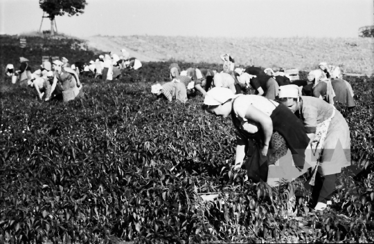 THM-BJ-10208 - Mözs, South Hungary, 1967 