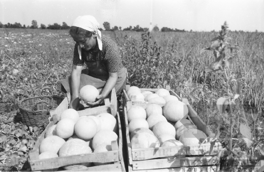 THM-BJ-10638 - Szekszárd, South Hungary, 1962