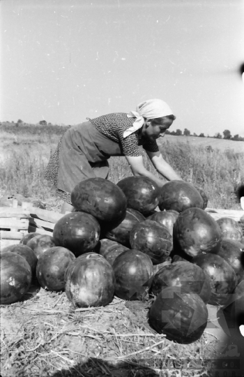 THM-BJ-10640 - Szekszárd, South Hungary, 1962