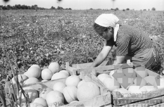 THM-BJ-10641 - Szekszárd, South Hungary, 1962