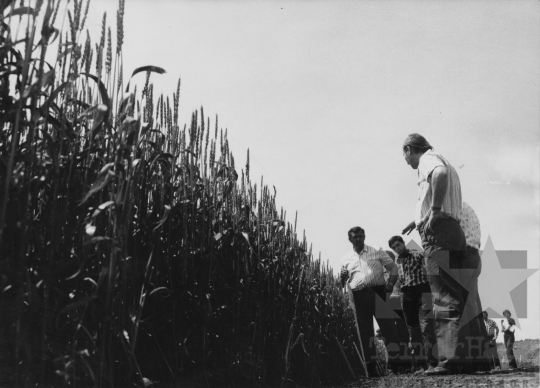 THM-BJ-11872 - Szekszárd, South Hungary, 1978